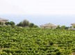 vignes du domaine de Solenzara