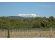 vignes du domaine de Solenzara