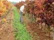 Quinta da Vinha - Vinhos Cabrita