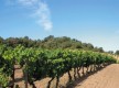 Domaine Fiumicicoli
