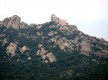 Lion de Roccapina