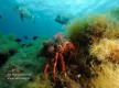Diving Calvi - Cr