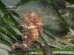 Diving Calvi - Cr