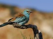 Carraca