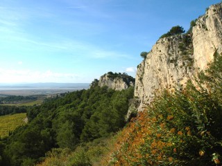 Les caunes