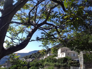 Olcani - Cap Corse Capicorsu