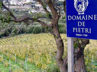 Visite & Dégustation du Domaine de Pietri - Cap Corse Capicorsu