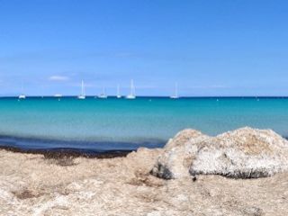 Les Herbiers de Posidonie - Cap Corse Capicorsu